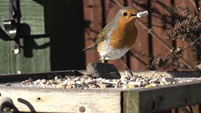 ROBIN ON THE BIRDTABLE